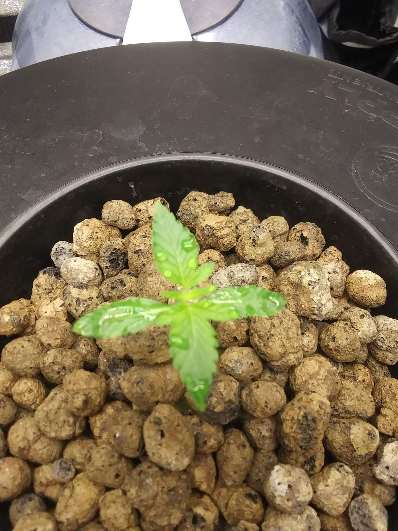 Buttermilk Biscuits / In House photos GrowDiaries