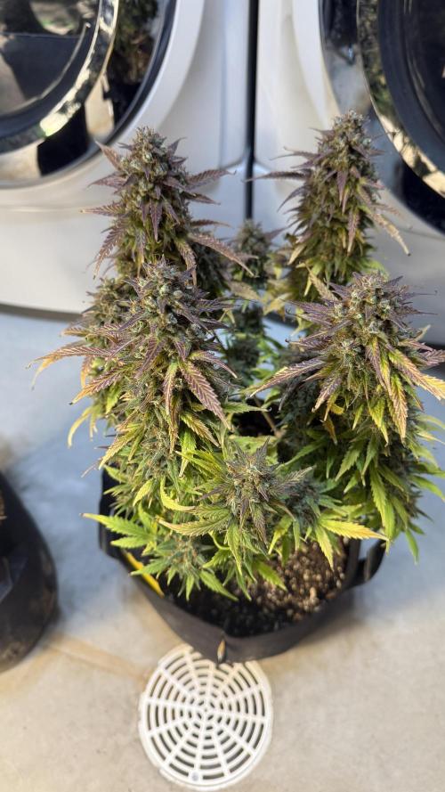 Banana Purple Punch (Grow #2). Week 14 - Plant #1