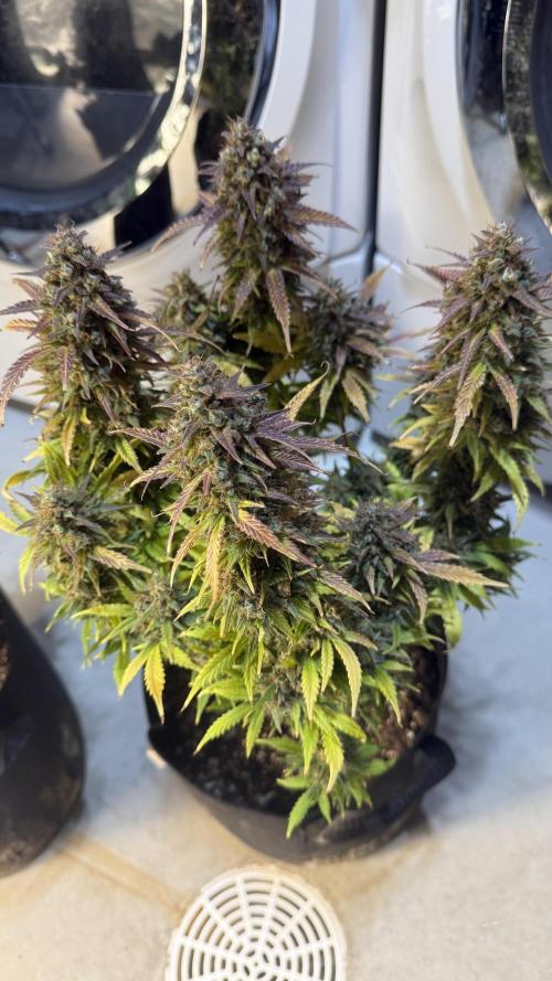 Banana Purple Punch (Grow #2). Week 14 - Plant #2