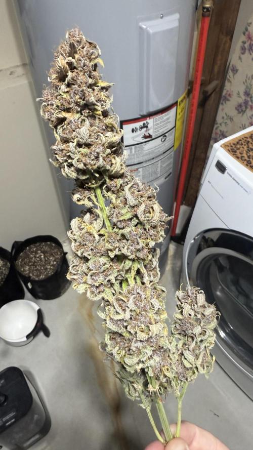 Banana Purple Punch (Grow #2). Week 14