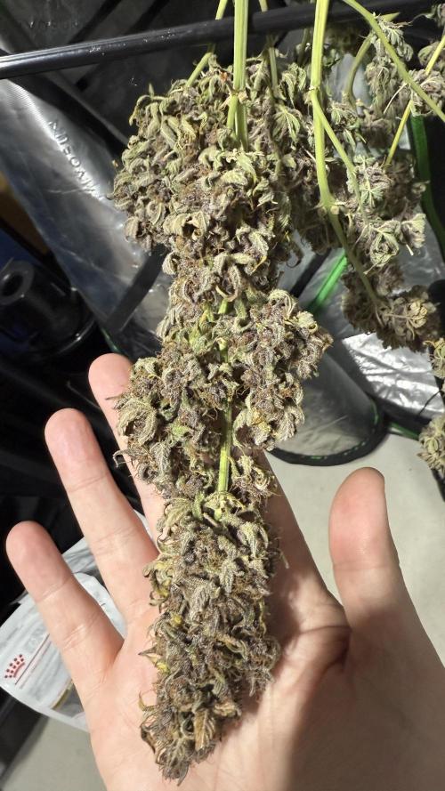 Banana Purple Punch (Grow #2). Week 14