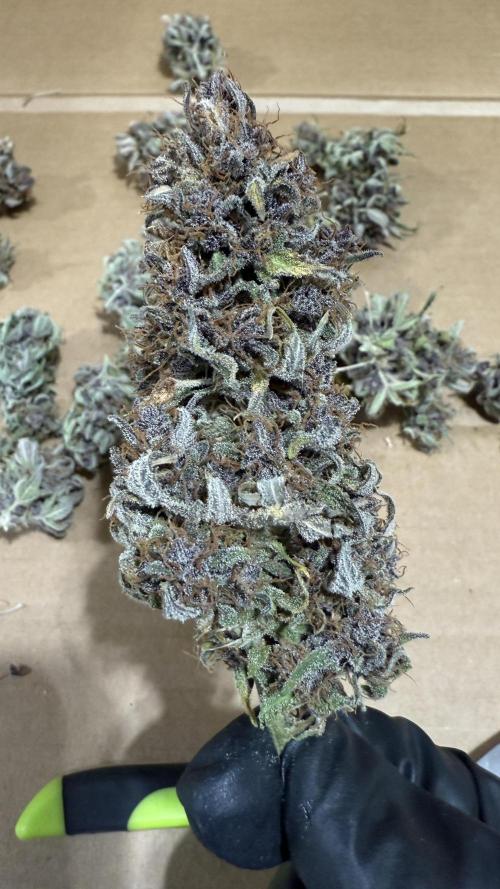 Banana Purple Punch (Grow #2). Week 14