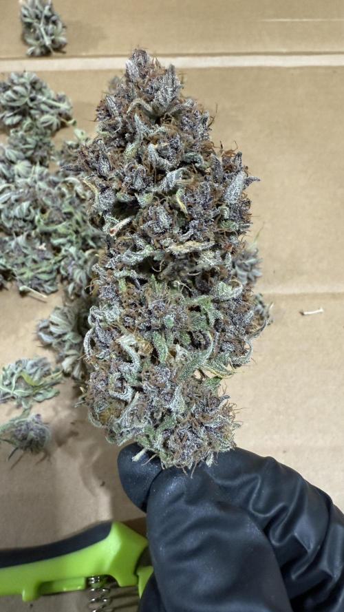 Banana Purple Punch (Grow #2). Week 14