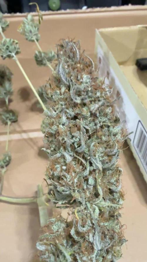 Banana Purple Punch (Grow #2)