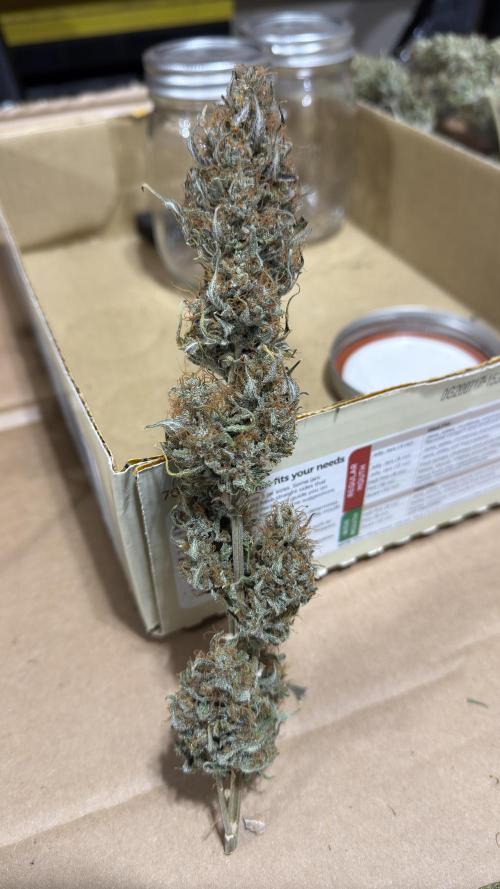 Banana Purple Punch (Grow #2). Week 14