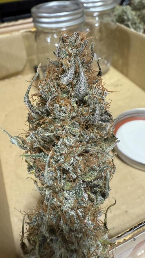 Banana Purple Punch (Grow #2). Week 14