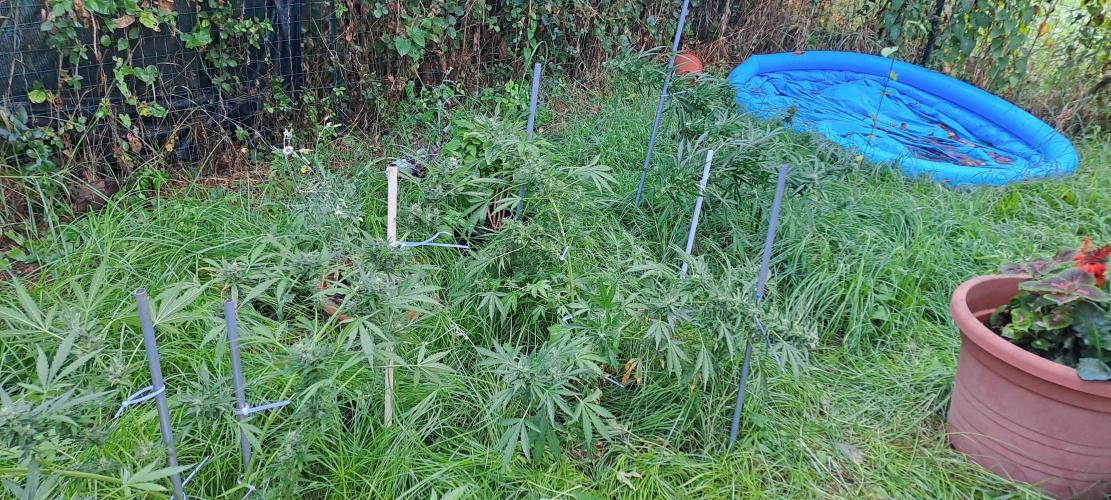Outdoor April/July 2026. Week 9 - permanent jealousy xl auto