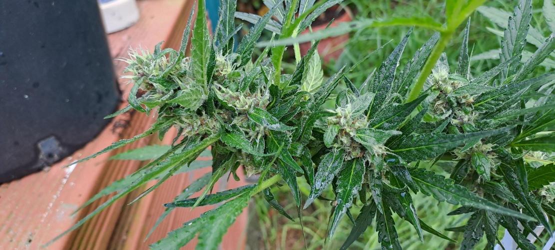 Outdoor April/July 2026. Week 9 - permanent jealousy xl auto