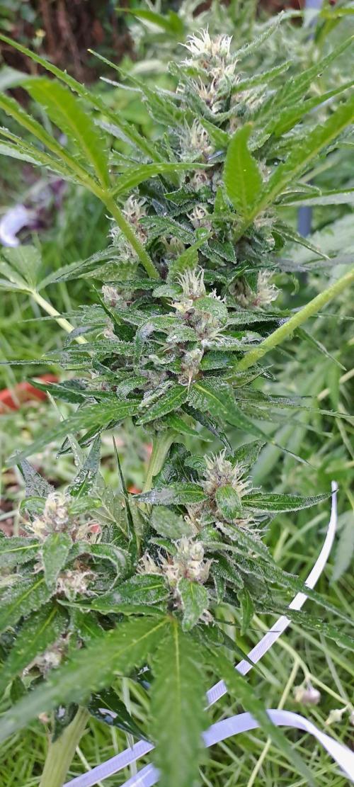 Outdoor April/July 2026. Week 9 - permanent jealousy xl auto