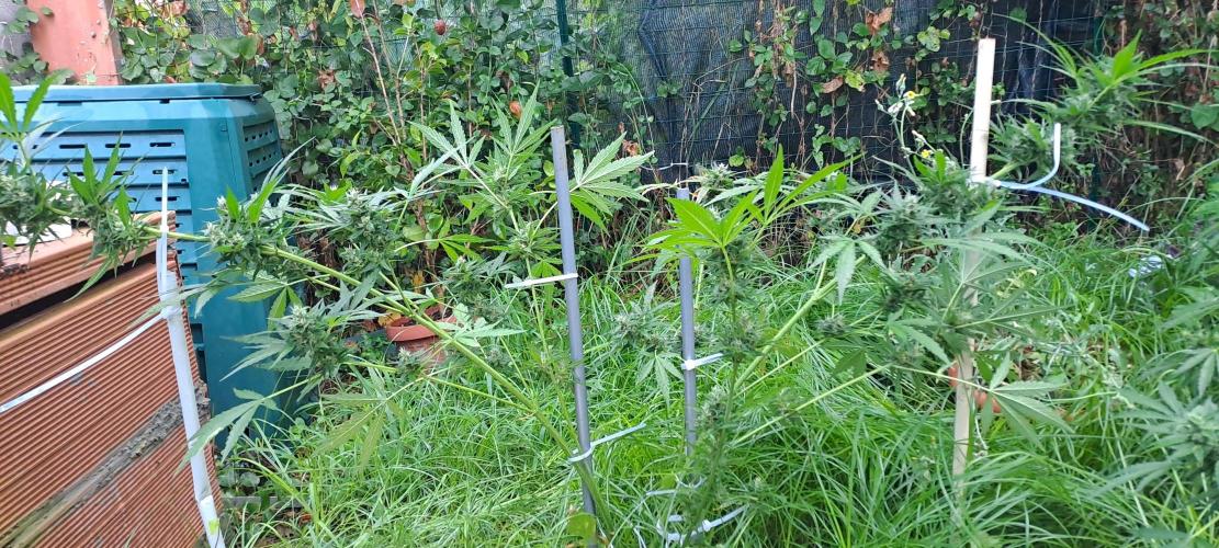 Outdoor April/July 2026. Week 9 - permanent jealousy xl auto