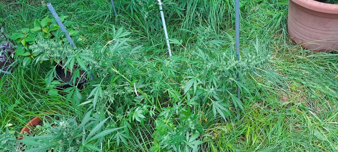 Outdoor April/July 2026. Week 9 - grape pop rocks auto