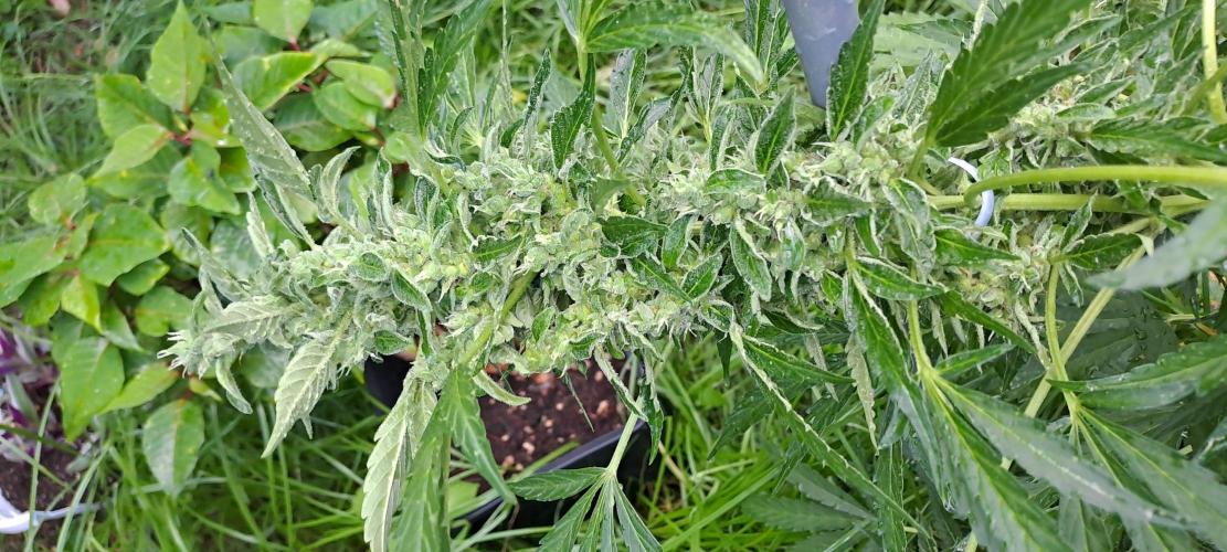 Outdoor April/July 2026. Week 9 - grape pop rocks auto