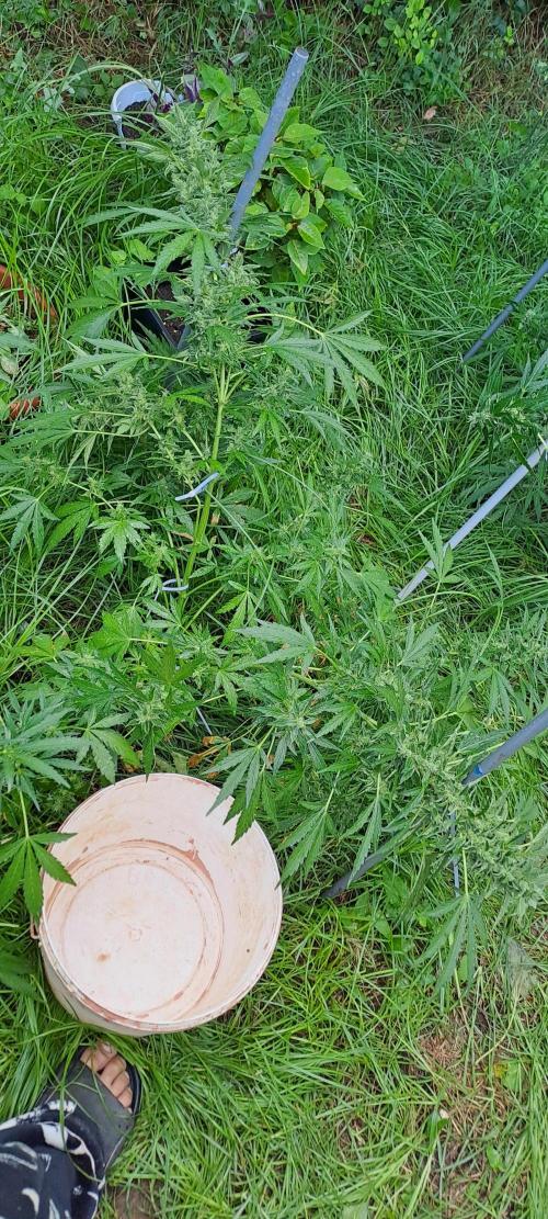 Outdoor April/July 2026. Week 9 - grape pop rocks auto