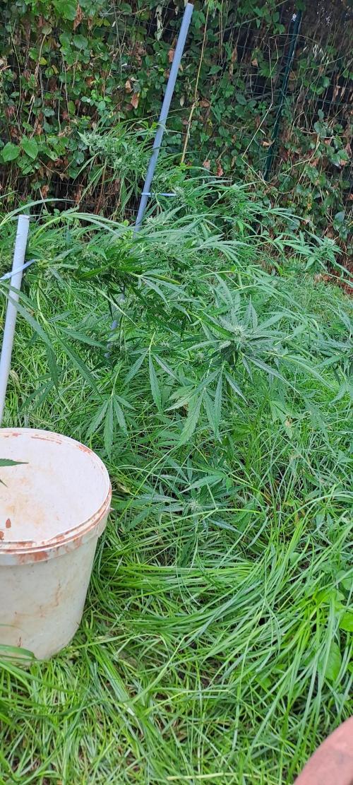 Outdoor April/July 2026. Week 9 - grape pop rocks auto