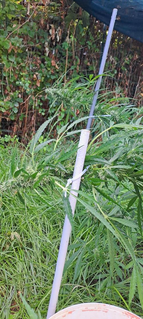 Outdoor April/July 2026. Week 9 - grape pop rocks auto