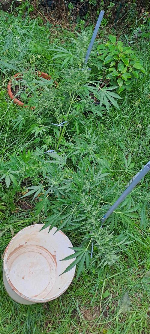 Outdoor April/July 2026. Week 9 - grape pop rocks auto