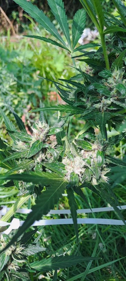 Outdoor April/July 2026. Week 10 - Jelausy xl auto