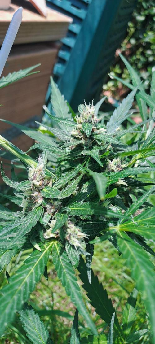 Outdoor April/July 2026. Week 10 - Jelausy xl auto