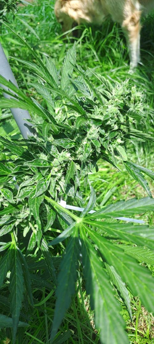 Outdoor April/July 2026. Week 10 - Grape pop rock 1
