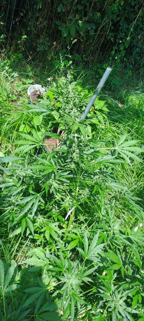 Outdoor April/July 2026. Week 10 - Grape pop rock 1