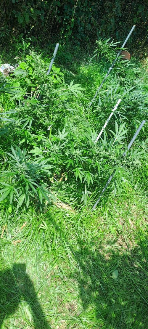 Outdoor April/July 2026. Week 10 - Grape pop rock 1