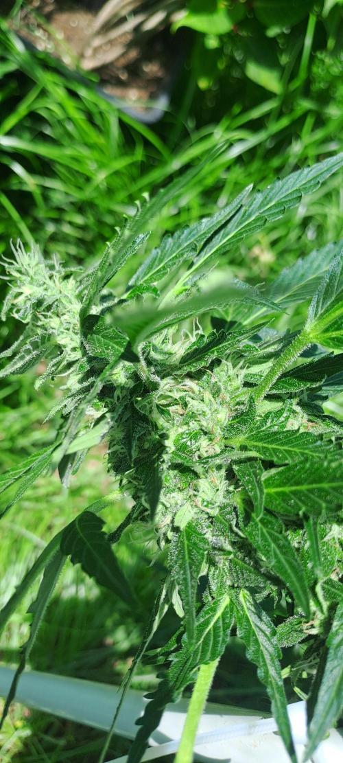 Outdoor April/July 2026. Week 10 - Grape pop rock 2