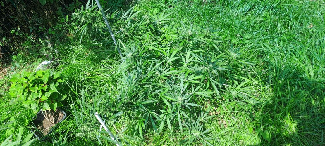 Outdoor April/July 2026. Week 10 - Grape ppp rock 2