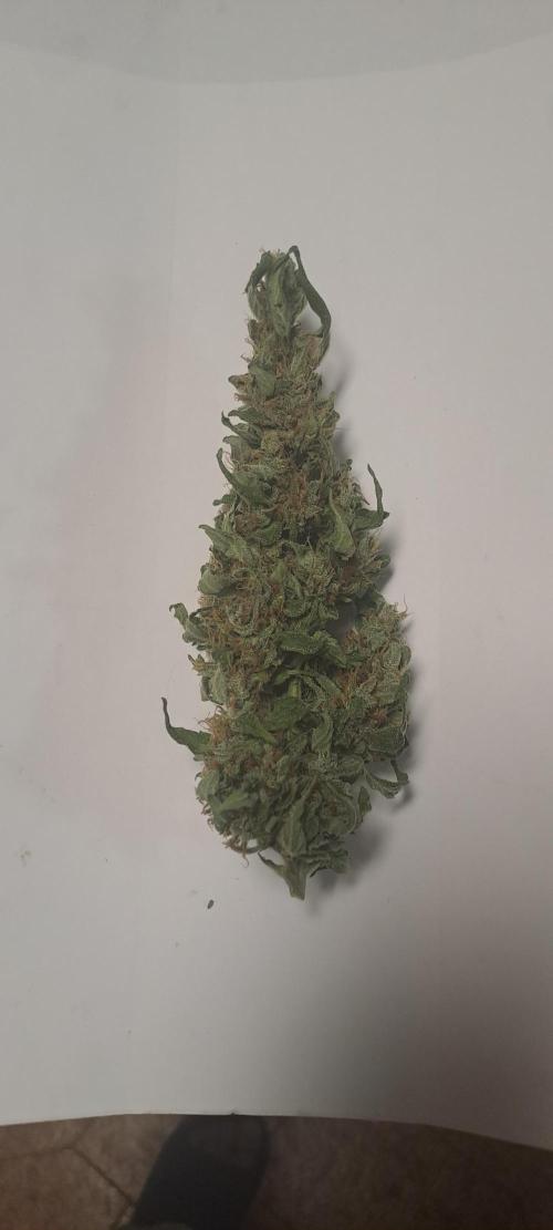 Outdoor April/July 2026. Week 11 - Grape 2 