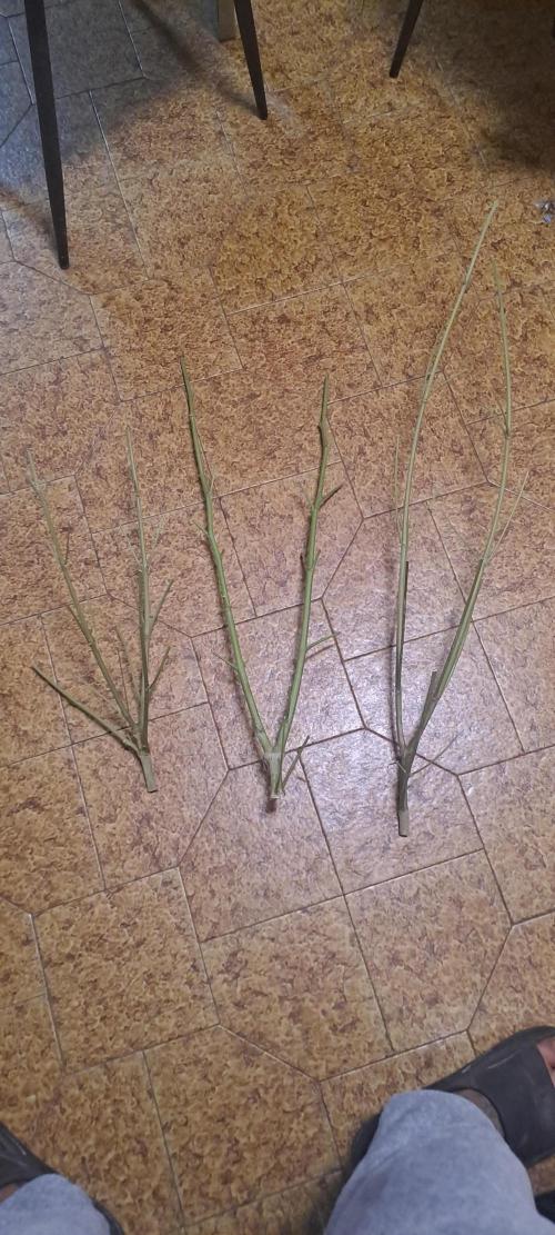 Outdoor April/July 2026. Week 11 - All plants