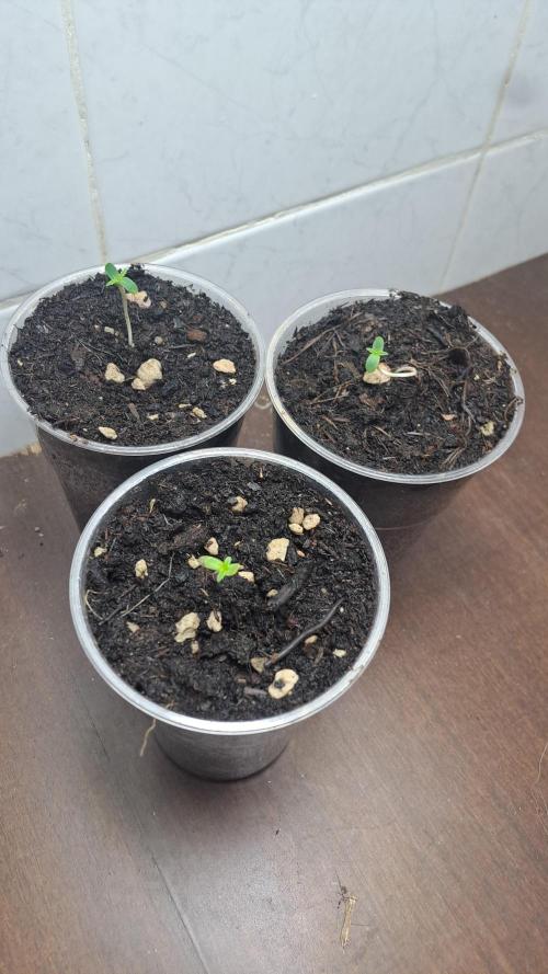 Super lemon haze auto. Week 0