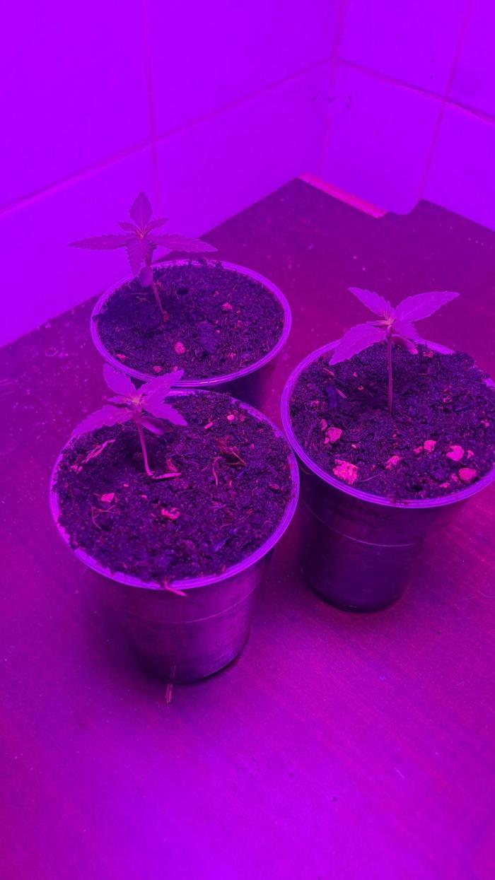 Super lemon haze auto. Week 1