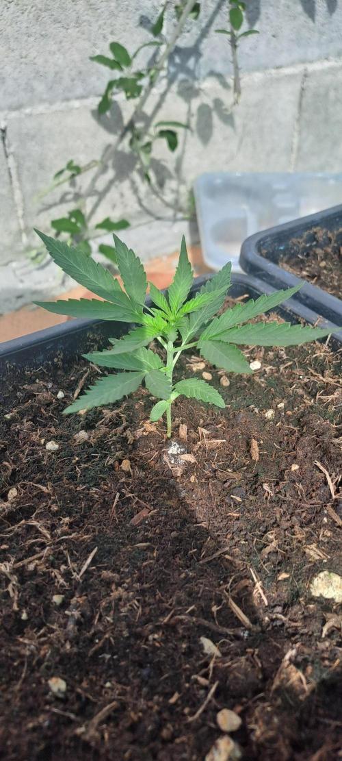 Super lemon haze auto. Week 2