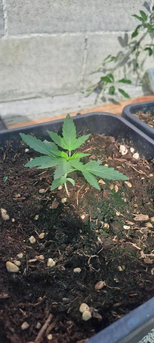 Super lemon haze auto. Week 2