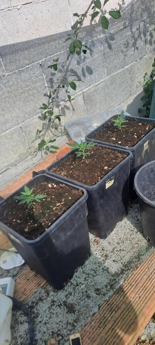 Super lemon haze auto. Week 2
