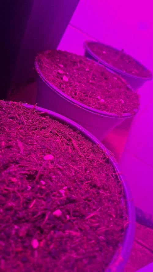 Quick kush e Chemical bride. Week 0