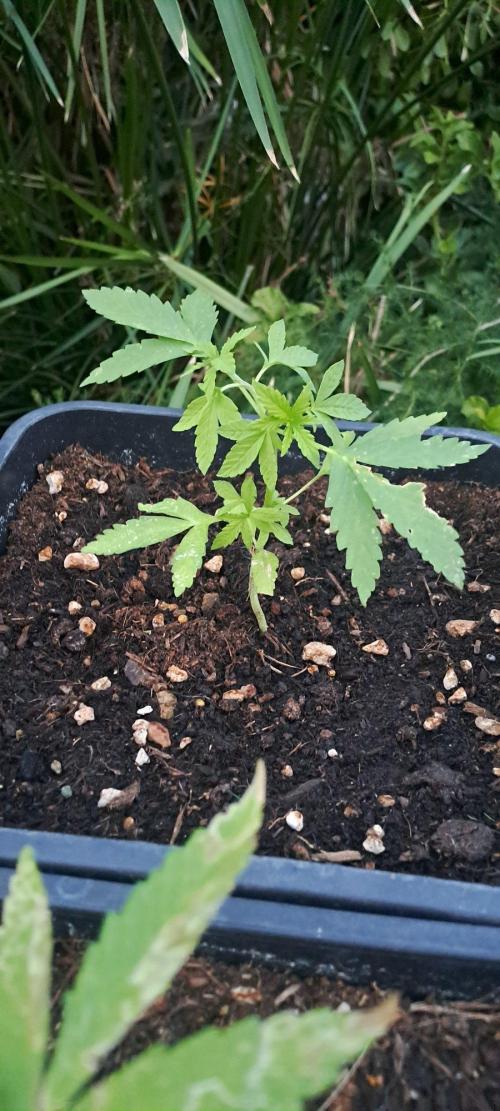Super lemon haze auto. Week 3