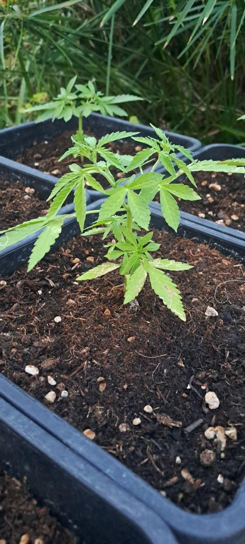 Super lemon haze auto. Week 3