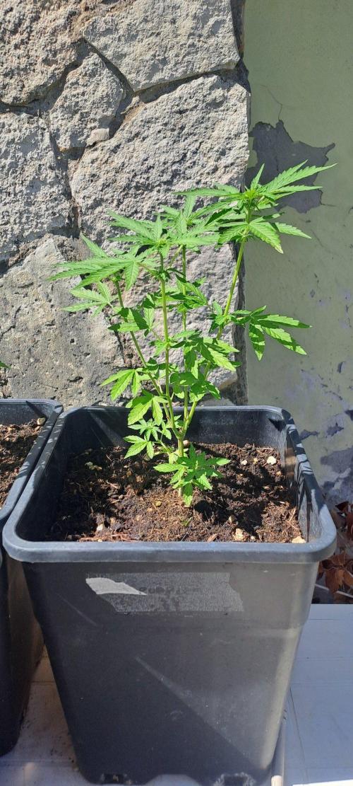 Super lemon haze auto. Week 4