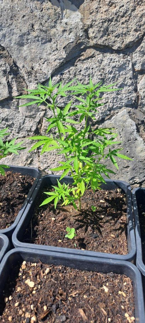 Super lemon haze auto. Week 4