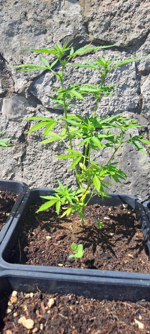 Super lemon haze auto. Week 4