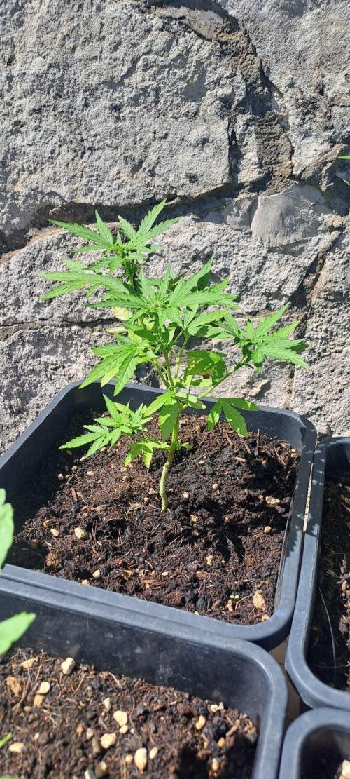 Super lemon haze auto. Week 4