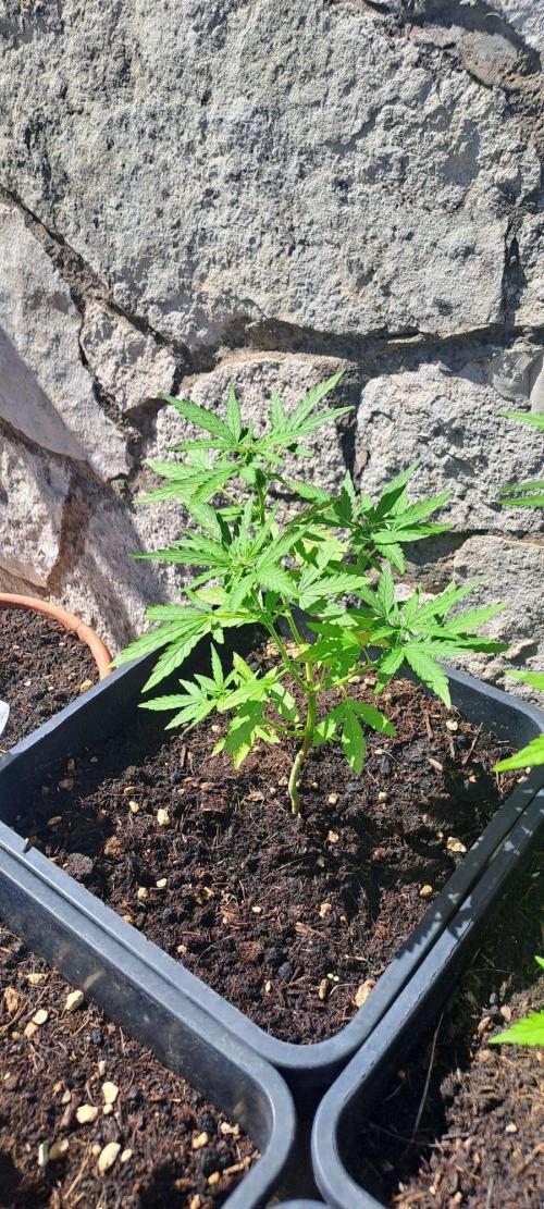 Super lemon haze auto. Week 4