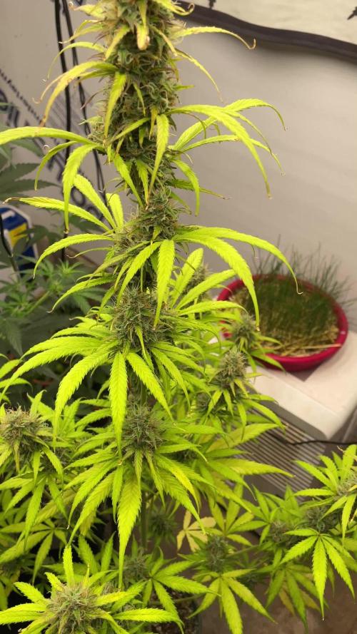 North Lights Auto small pot test run
