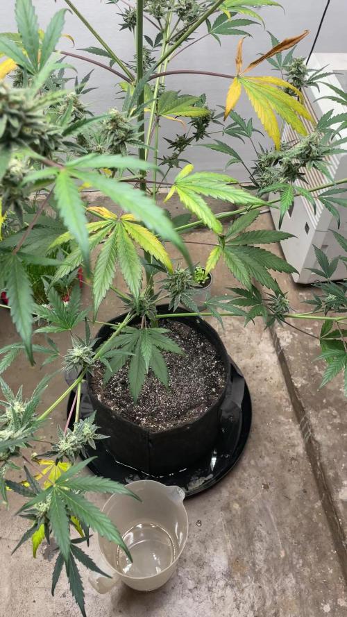 Northern Lights Auto FB420