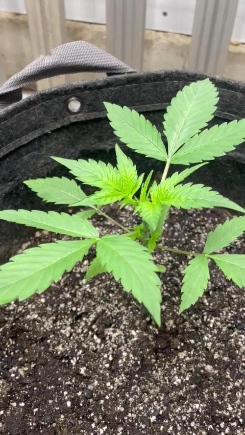 Fast Buds Pound Cake Auto