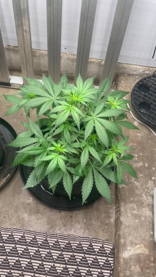 Fast Buds Pound Cake Auto