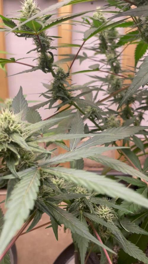 Fast Buds Pound Cake Auto