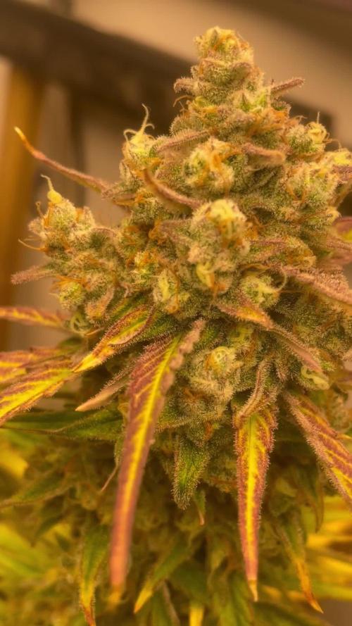 Pound Cake Auto FB