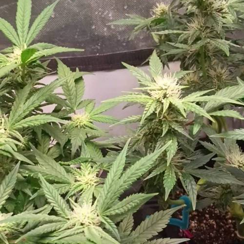 Sour crack auto 2nd go!