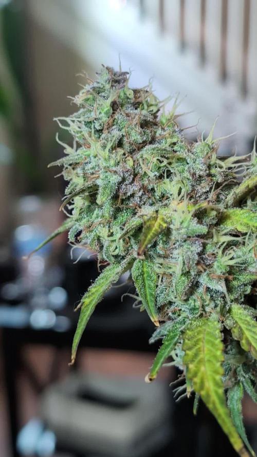 Zkittlez 